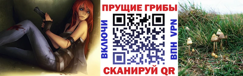 Галлюциногенные грибы Psilocybe  Великий Новгород 